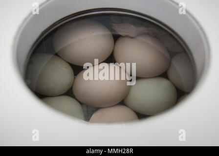 Eier von Hausgeflügel in das Fenster der Inkubator. Stockfoto