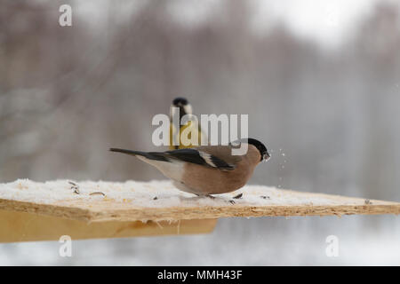 Vogel Dompfaff pecks Sonnenblumenkerne im Winter Stockfoto