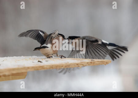 Kampf zwischen zwei grauen Dompfaff im Winter Stockfoto