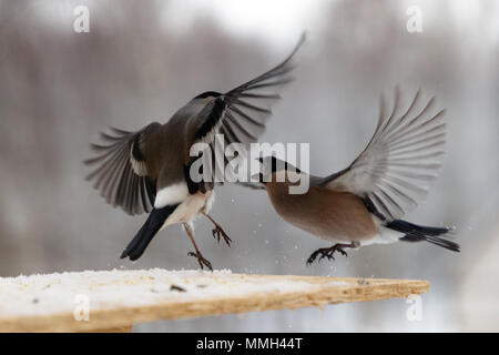 Kampf zwischen zwei grauen Dompfaff im Winter Stockfoto