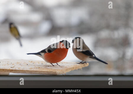 Vogel Dompfaff pecks Sonnenblumenkerne im Winter Stockfoto