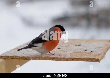 Vogel Dompfaff pecks Sonnenblumenkerne im Winter Stockfoto