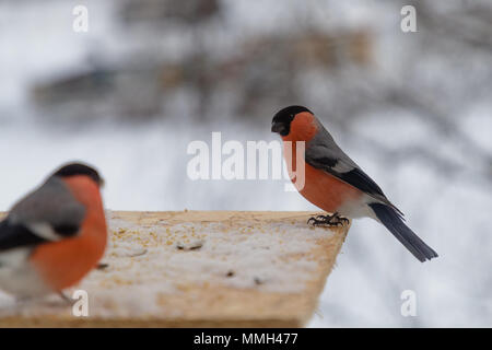 Vogel Dompfaff pecks Sonnenblumenkerne im Winter Stockfoto