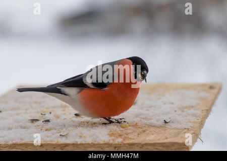 Vogel Dompfaff pecks Sonnenblumenkerne im Winter Stockfoto