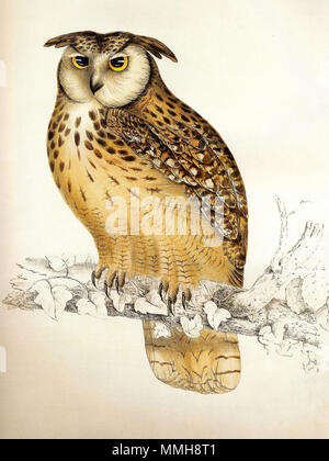 . Indischer Uhu Bubo bengalensis (Franklin). 1832. Elizabeth Gould (1804 - 1841) Alternative Namen Miss Elizabeth Coxon; Eliza Gouge Beschreibung der britische Künstler englischer Künstler, Zeichner und Lithograph Datum der Geburt / Tod 18. Juli 1804 15. August 1841 Ort der Geburt / Todes Ramsgate, England Greater London Authority control: Q 253875 VIAF:?:? ISNI 95337417 0000 0001 1937 9469 ULAN:? 500017064 LCCN:? Nein? 1011908468 2012089925 GND: WorldCat 103 Bubo bengalensis Gould Stockfoto