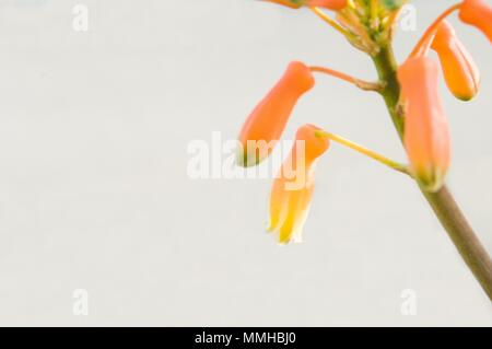 Horizontales Bild einer Aloe arborescens blühte Stockfoto