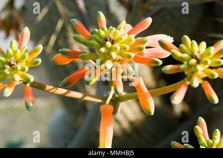 Horizontales Bild einer Aloe arborescens blühte Stockfoto