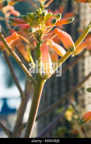 Vertikale Bild einer Aloe arborescens blühte Stockfoto