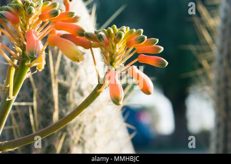 Horizontales Bild einer Aloe arborescens blühte Stockfoto