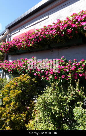 Petunia Blumen, Pflanzen und Jade Pflanzen auf einem Display Wall in Melbourne, Australien Stockfoto