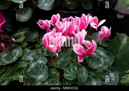 Nahaufnahme von Blooming Cyclamen persicum Blumen mit ihrer ornamentalen Blätter Stockfoto
