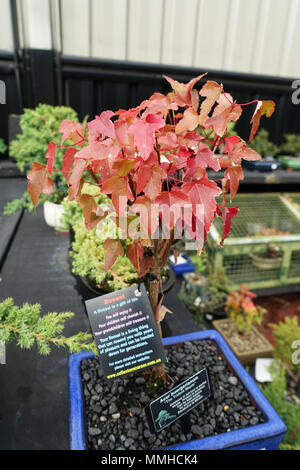 Acer buergerianum oder als Tident Ahorn Acer buergerianum bekannt oder als Tident Ahorn Bonsai Baum bekannt Stockfoto