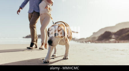 Hund Welpe auf Morgenspaziergang am Strand mit dem Besitzer. Paar ihren Hund am Strand entlang am Morgen. Stockfoto