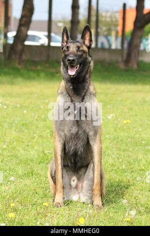 Malinois Belgischer Schäferhund im Sitzen sitzen an dem wachsamen Auge und warten auf Aufträge Stockfoto