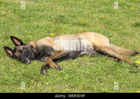 Malinois Belgischer Schäferhund beim Liegen und dabei den Toten, Verletzten und kranken Hund Stockfoto