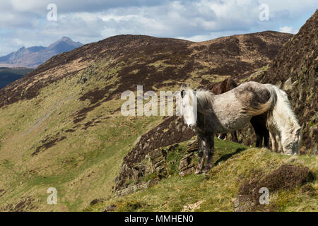 Wild Eriskay Ponys Pferde Schottland Europa seltene Rasse Landschaft schöne Stockfoto