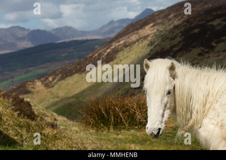 Wild Eriskay Ponys Pferde Schottland Europa seltene Rasse Landschaft schöne Stockfoto