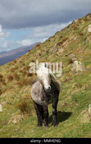 Wild Eriskay Ponys Pferde Schottland Europa seltene Rasse Landschaft schöne Stockfoto