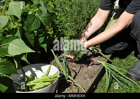 Runner Pole und herzhaften Ernte im Garten Stockfoto