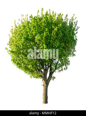 Isolierte grüner Baum auf weißem Hintergrund. Stockfoto