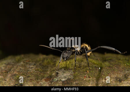 Golden Carpenter Ant, Camponotus sericeiventris, Formicidae, Carara Nationalpark, Costa Rica, Centroamerica, Mittelamerika Stockfoto