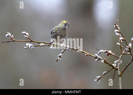 Zuchtjahr spinus Stockfoto