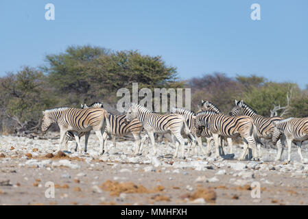 Zebras Herde im Etosha Nationalpark, Reiseziel in Namibia. Staub, weiches Licht. Stockfoto