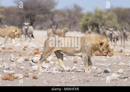 Löwen und Zebras weg laufen, im Hintergrund Defokussierten. Wildlife Safari im Etosha National Park, Namibia, Afrika. Stockfoto