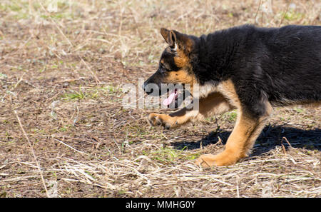 Die welpen von einem Schäferhund läuft auf einem Gras und spielt Stockfoto