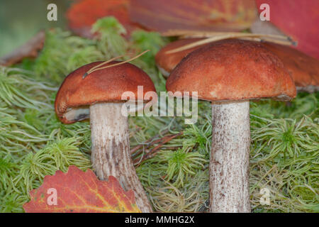 Orange-cap Steinpilze wachsen auf grünes Sphagnum Moos im Wald. Zwei Waldpilzen Cep im Herbst Wald. Stockfoto