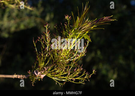 Gemeinsame Esche (Fraxinus excelsior). Frische Blätter, Blumen und Fruchtkörper (Samen) Stockfoto