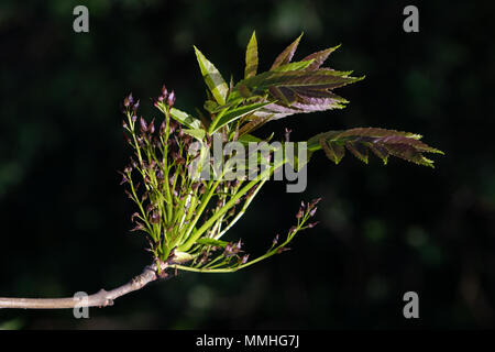 Gemeinsame Esche (Fraxinus excelsior). Frische Blätter, Blumen und Fruchtkörper (Samen) Stockfoto