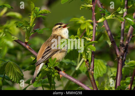 Schilfrohrsänger (Acrocephalus schoenobaenus) singen in einem Dornbusch patch Stockfoto