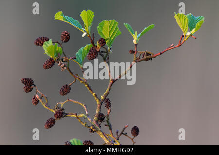 Erle (Alnus glutinosa) frische Blätter und Früchte Kegel Stockfoto