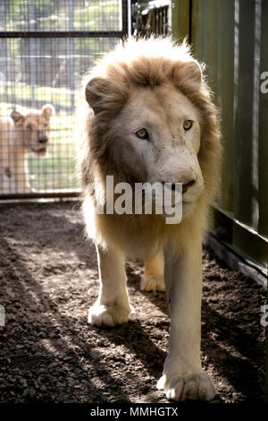 Casela Nature Park Stockfoto