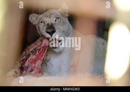Casela Nature Park Stockfoto