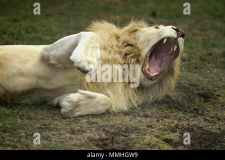 Casela Nature Park Stockfoto