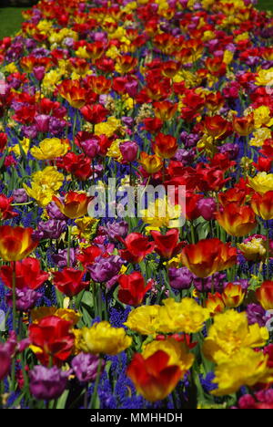 Frühling Blumen in Amsterdam Stockfoto