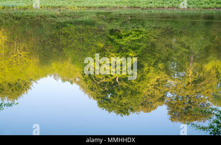 Bäume in den See am frühen Morgen kann Sonnenlicht. Blenheim Palace Park, Oxfordshire, England Stockfoto