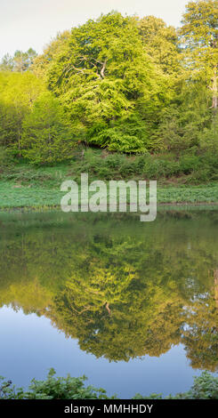 Bäume in den See am frühen Morgen kann Sonnenlicht. Blenheim Palace Park, Oxfordshire, England Stockfoto