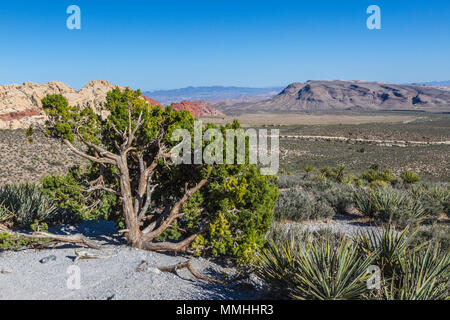 Wüste Baum entlang der Spur in der Red Rock Canyon National Conservation Area außerhalb von Las Vegas, Nevada Stockfoto