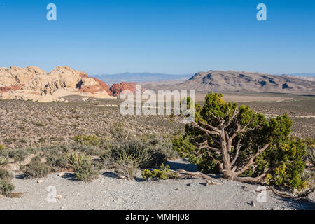 Desert Vegetation und Sandstein Felsformationen in der Red Rock Canyon National Conservation Area außerhalb von Las Vegas, Nevada Stockfoto