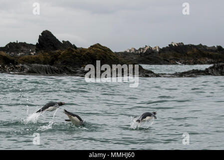 Britisches Überseegebiet, Südgeorgien, Cooper Bay. Makkaroni Pinguine (Wild: Eudyptes chrysolophus) im Meer springen. Stockfoto
