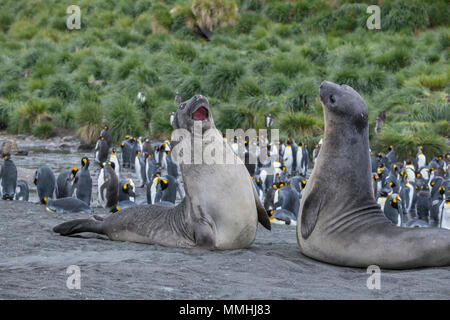 Britisches Überseegebiet, Südgeorgien, Gold Harbour. Junge Südlichen Seeelefanten (Wild: Mirounga leonina leonina), aggressive anzeigen. Stockfoto