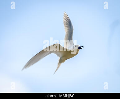 Vogel fliegen in den Himmel von addu Stadt, Malediven Stockfoto