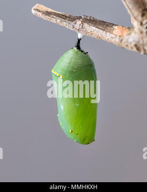 Monarchfalter Danaus Plexippus Chrysalis hängen von einer Niederlassung, auf einen einfachen Hintergrund. Stockfoto