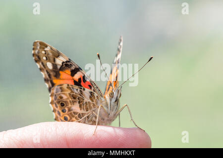 Distelfalter Schmetterling Vanessa cardui Sitzen auf einem Personen Finger mit Flügeln teilweise offen, mit einem natürlichen grünen Hintergrund Stockfoto