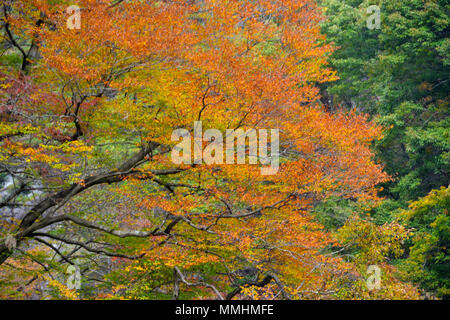 Fall colors  around Shosenkyo Gorge, Japan Stockfoto