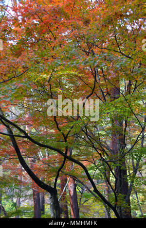 Herbst Farben um Shosenkyo Schlucht, Japan Stockfoto