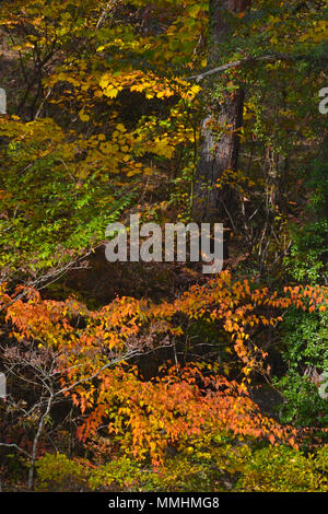 Fall colors around Shosenkyo Gorge, Japan Stockfoto